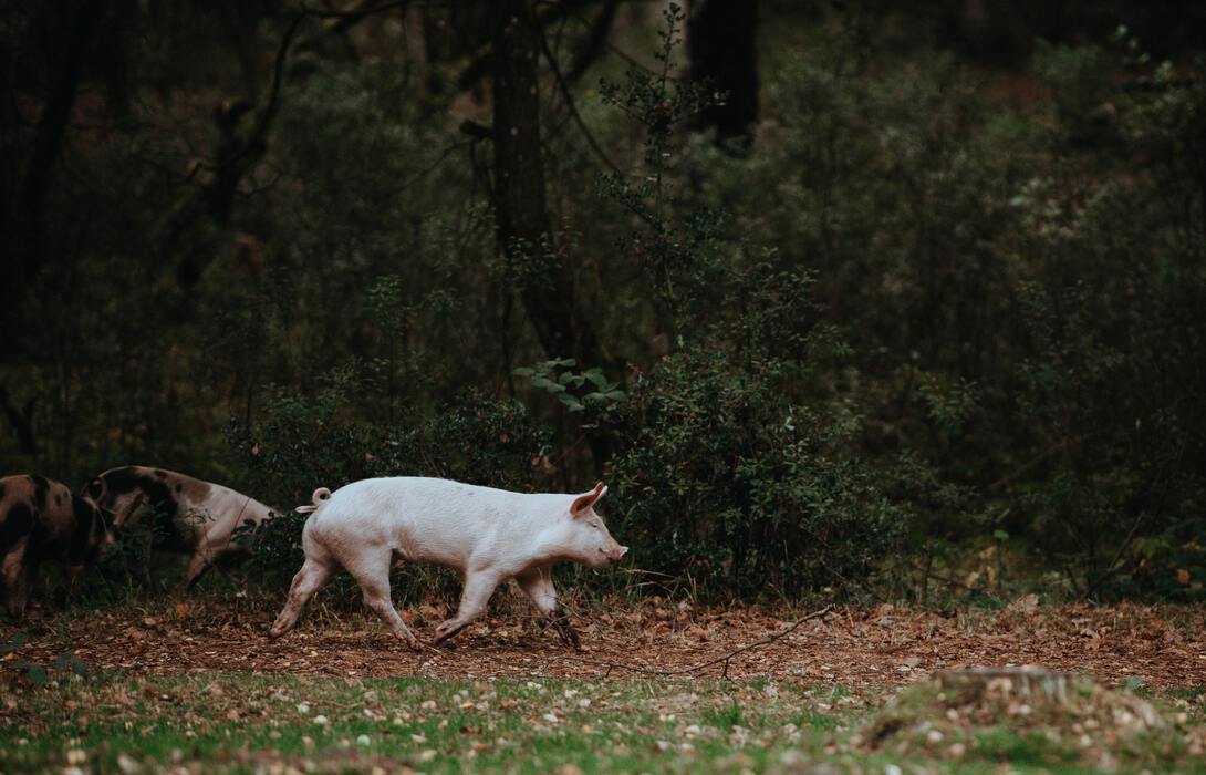Pig running on trees background